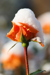 Rose flower under a cap of fresh white snow