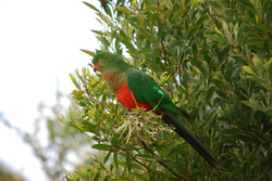 Colourful Rosella near Apollo Bay , Australia