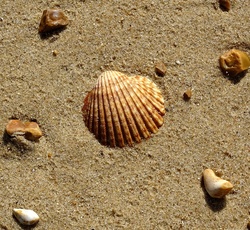 Seashell On The Beach