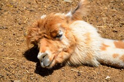 Alpaca closeup at petting zoo