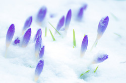 Snow and Flowers