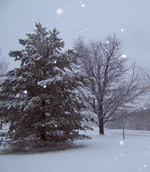 Snowing on trees