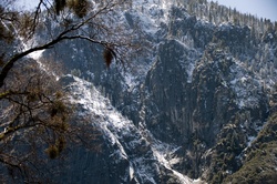 Mountain forest with snow