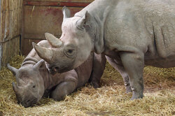 Two black rhinos in Chester Zoo