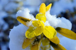 Yellow Leaves and Snow