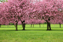 Sakura trees in park in Harrogate - United Kingdom