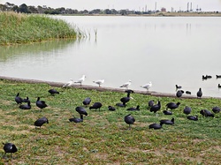 Birds resting near a lake Victoria Australia