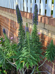 Blue Echium Full Plant