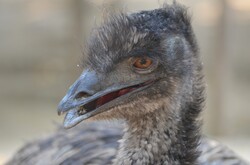 Techrights — GNU/Linux Measured at 4.4% in South America and 3.34% in ...
