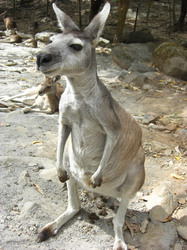 Kangaroo at zoo