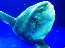 Ocean sunfish (Mola mola)
