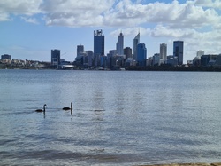 Perth City and Black Swans taken from the South Perth foreshore, Western Australia on 29 August 2020