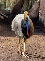 Southern cassowary bird standing