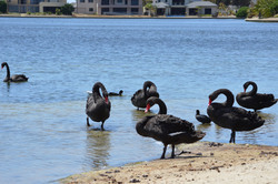 Australian black Swans cleaning up