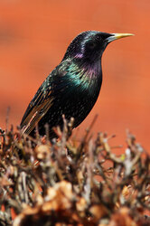 Starling Bird