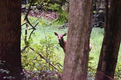 Walked up on this young elk, not knowing mother was bedded down in the woods nearby, Elk County Pa on Rt 555 in September
