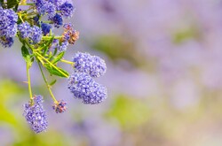Summer flowers