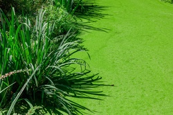 A pond bank with green grass and algae