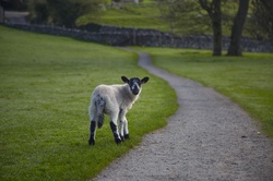 Easter Lamb