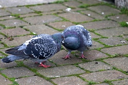 Pigeons making Whoopee