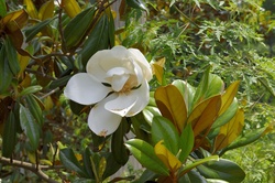 Magnolia flower blooming background