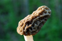 Morel mushroom from Illinois