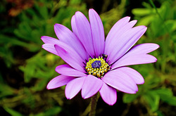 Nice flower