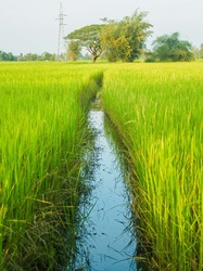 Road In Rural Area Farm