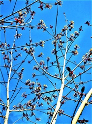Photograph of spring blossoms on tree