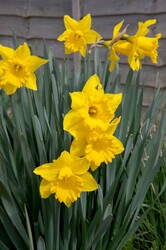 Spring Flowers Yellow Daffodils