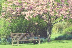 Spring garden with pink blossom tree and bench in vintage tones