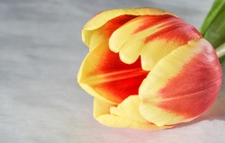 Tulip spring background