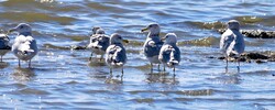 Small flock of seagulls wade in the polluted waters of the Salton Sea, California. Artistic effect applied