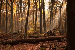 Forest In The Morning