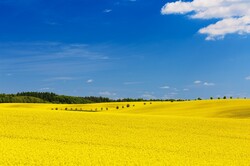 A yellow field with a forest on the horizon and blue sky