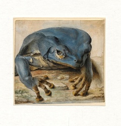 Blue and Yellow Frog