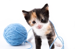 Small funny kitten and clew of thread . Isolated on white background