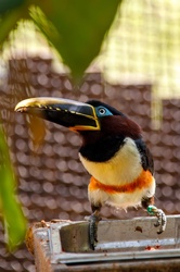 Chestnut-eared aracari bird - Pteroglossus castanotis