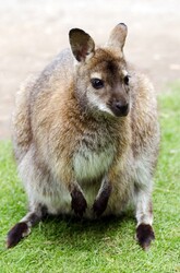 Kangaroo - Animals