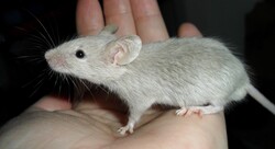 Young Mouse