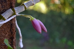 Orchid Flower