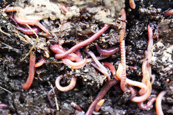 Earthworms in compost