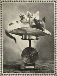 Cats puppies kittens old antique photography public domain