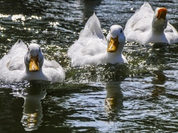 Three white ducks swimming