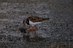 Sandpiper Breaking A Mussel