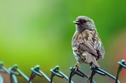 Bird - Animals