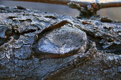 Branch with lesion