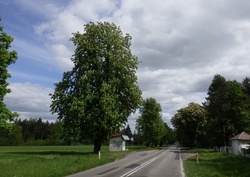 Tree by the road. Bus stop. Blooming chestnut tree. Lublin Voivodeship. Poland. May 2025.