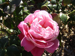 Pink rose with bee