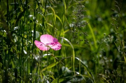 Poppy in the field with backlight